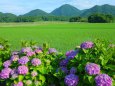 紫陽花と高須山