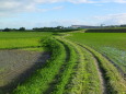 緑の農道