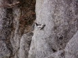 燕山荘の雄雷鳥