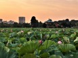 不忍池の夕景 