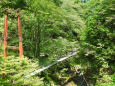 渓流に架かる吊り橋