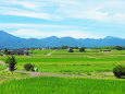 夏の田園風景