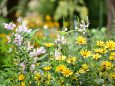 晩夏の花壇