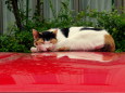 車の上で昼寝する猫