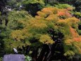 蓬莱島の紅葉と青鷺
