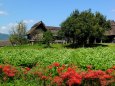 吉野ヶ里歴史公園、弥生の村の秋