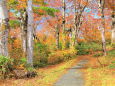 紅葉の山道