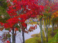 女神湖 湖畔の紅葉