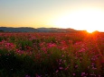 夕暮れの秋桜畑