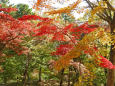 紅葉の季節 カエデ