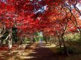 紅葉のトンネル