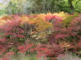 もうすぐ紅葉ドウダンツツジ