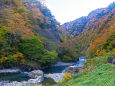 清津峡 下流の紅葉
