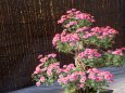 菊の盆栽