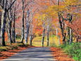 紅葉の山道