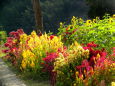 11月のひまわりとケイトウの花