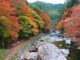 京都清滝紅葉