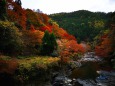 京都清滝紅葉