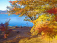 山中湖 湖畔の紅葉