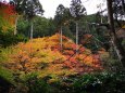 京都高雄紅葉