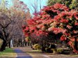 紅葉の武蔵野公園