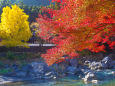 御岳渓谷 紅葉と大銀杏