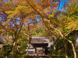 鎌倉 円覚寺の紅葉