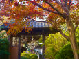 鎌倉 海蔵寺の紅葉