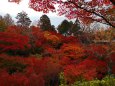 東福寺紅葉