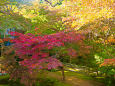 鎌倉 長寿寺の紅葉