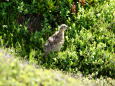 御嶽山のチビ雷鳥4