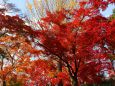 鷺森神社紅葉