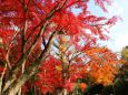 鷺森神社紅葉