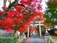 鷺森神社紅葉