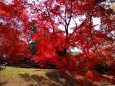 鷺森神社紅葉