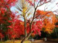 鷺森神社紅葉