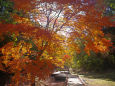 濃溝の滝 周辺の紅葉