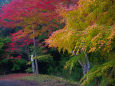 小松寺 参道の紅葉