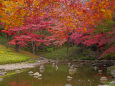 小石川後楽園の紅葉