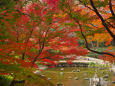 小石川後楽園 渡月橋と紅葉