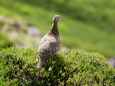 御嶽山のママ雷鳥4