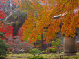 小石川後楽園の紅葉