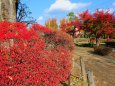 霞ケ城公園の紅葉