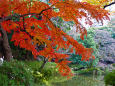 小石川後楽園 水辺の紅葉