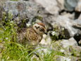 槍ヶ岳山荘裏のチビ雷鳥