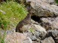 槍ヶ岳山荘裏のママ雷鳥2