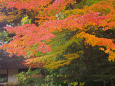 小石川後楽園の紅葉