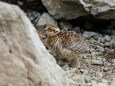 槍ヶ岳山荘裏のチビ雷鳥3