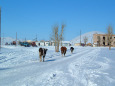 モンゴルの田舎町 冬2