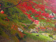 小石川後楽園の紅葉